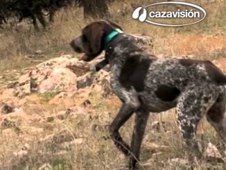 Cazavision